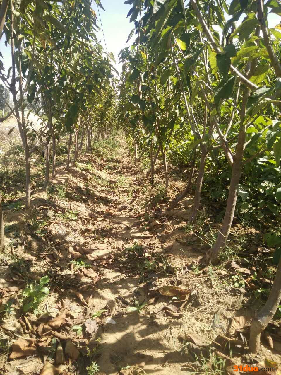 塔码拉樱桃苗成品苗价格-2年塔码拉樱桃苗批发厂家价格