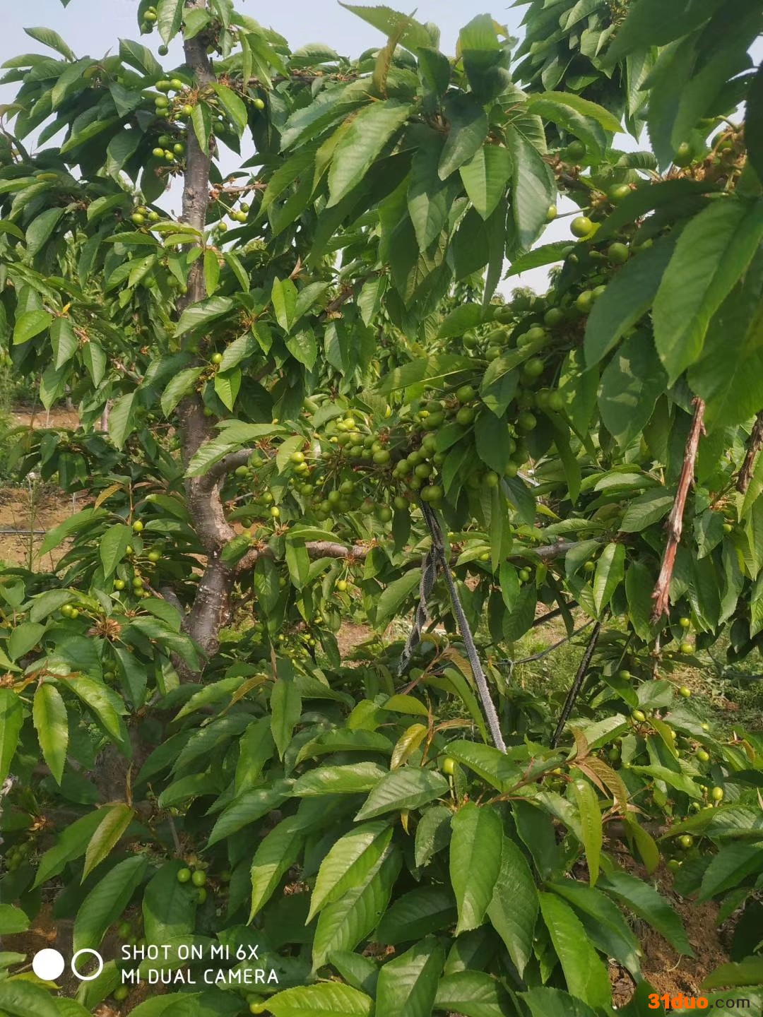 塔码拉樱桃苗成品苗价格-2年塔码拉樱桃苗批发厂家价格