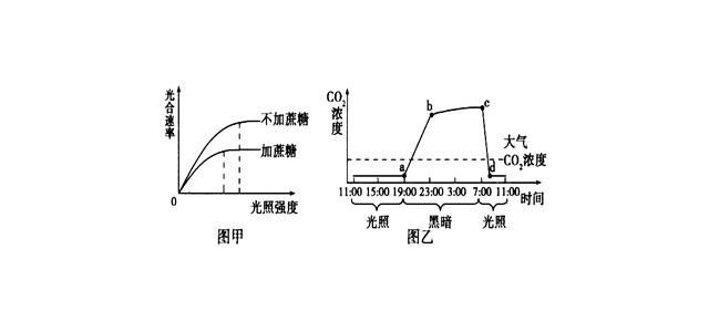 试管苗的光合作用能力较弱，需要逐步适应外界环境才能往大田移栽。研究人员进行了“改变植物组织培养条件缩短试管苗适应过程”的实验，实验在适宜温度下进行，