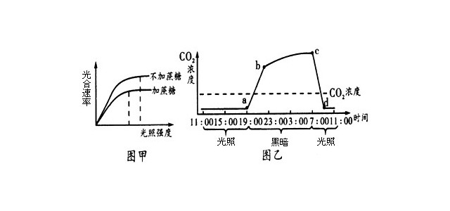 试管苗的光合作用能力较弱，需要逐步适应外界环境才能往大田移栽。研究人员进行了“改变植物组织培养条件缩短试管苗适应过程”的实验，实验在适宜温度下进行，