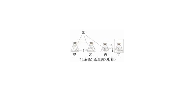 实验装置如右图所示，甲、乙、丙瓶置于阳光充足的窗台上，丁瓶置于黑暗的纸箱中．假设5条金鱼的生命力相近，则瓶中的金鱼生存时间最长的是A