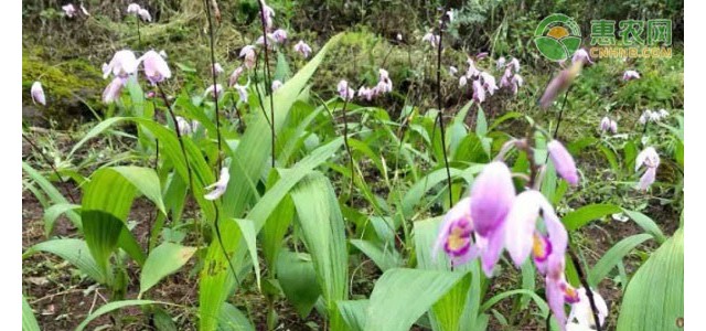 疫情期间做好中药材春季育苗