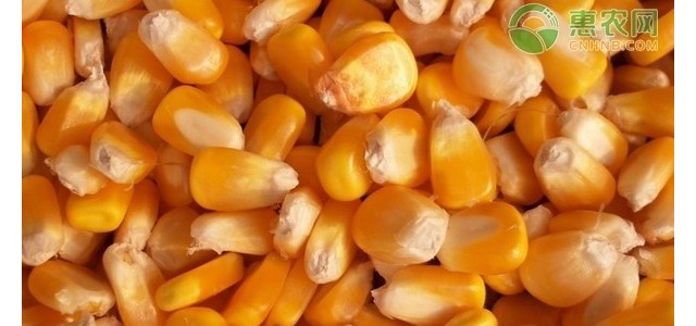 2021今日全国玉米价格一览表（附最新行情走势分析）