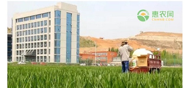 2021小麦价格最新行情多少钱一斤？