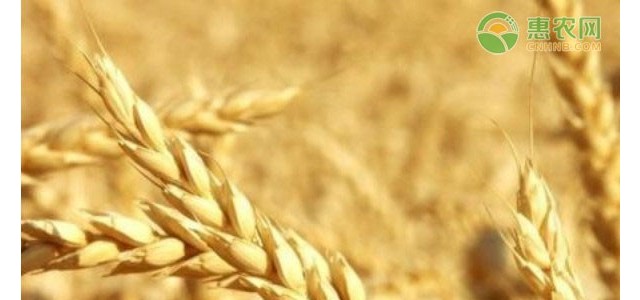 2021年小麦最新价格行情（附4月21日小麦价格）