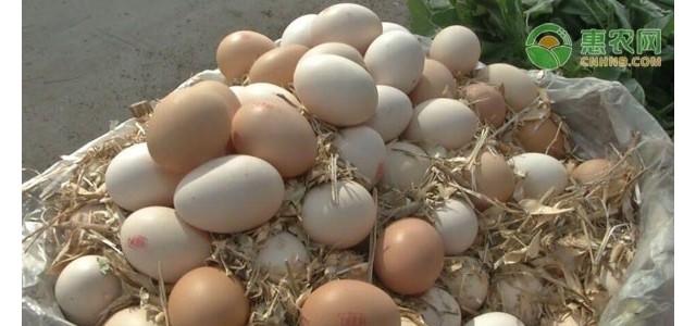 今日鸡蛋价格多少钱一斤？2021年4月15日鸡蛋价格最新行情