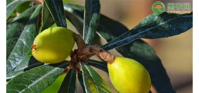 2021年4月枇杷价格多少钱一斤？枇杷价格为何上涨？