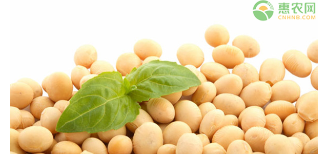 2021年大豆价格多少钱一斤？大豆价格为何上涨？