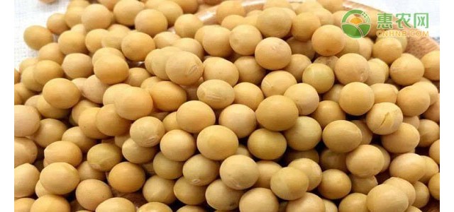 今日大豆价格多少钱一斤？2021年4月15日大豆价格最新行情