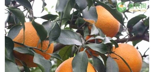 重庆市柑桔非疫区建设与管理办法