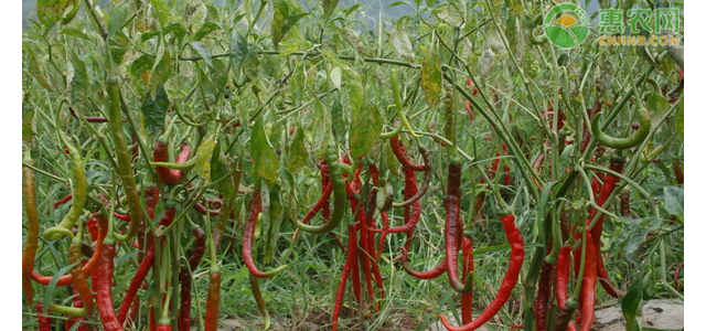 2021年4月辣椒价格多少钱一斤？辣椒价格走势分析