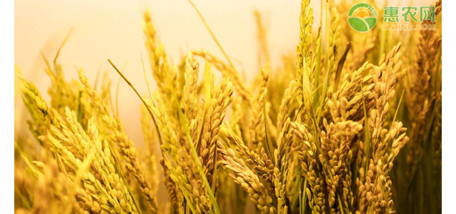 2021年4月大米价格行情分析及预测