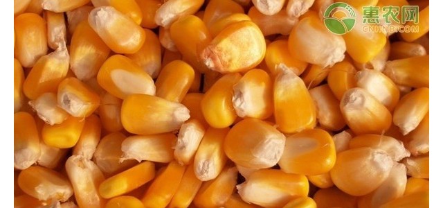 现在玉米价格怎么样？多少钱一斤？