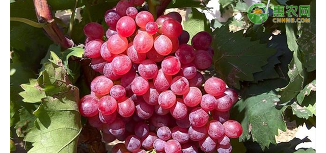 红宝石葡萄价格多少钱一斤？红宝石葡萄价格为何这么贵？