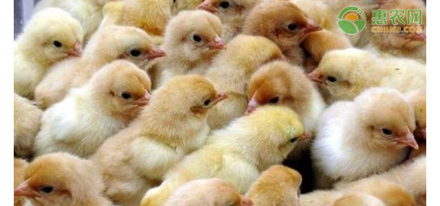 2021年4月鸡苗价格行情如何？(附4月6日鸡苗最新价格)