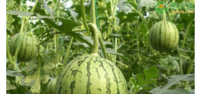 今日西瓜价格多少钱一斤？西瓜价格为何下跌？