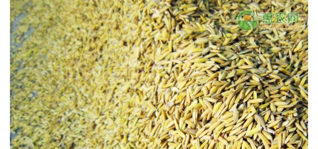 2021清明节过后稻谷价格会涨吗？（附今日稻谷价格）