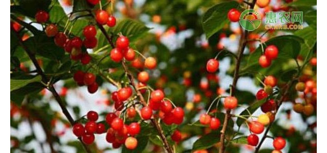 2021年4月樱桃价格及行情预测分析