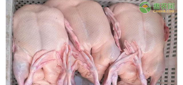 2021年4月鸭肉价格最新行情及走势预测