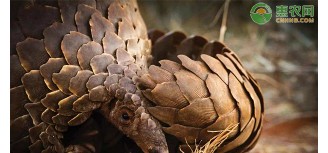 云南省突发重大动物疫情应急预案（简本）