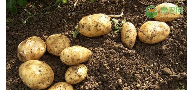 今日土豆多少钱一斤？2021年3月31日土豆价格最新行情