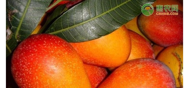 芒果降价了，后期走势如何？（附4月6日芒果价格）