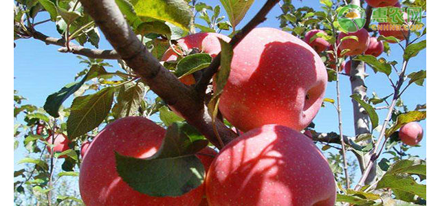 现在苹果价格多少钱一斤？苹果价格为何下跌了？