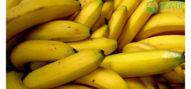 今日香蕉价格多少钱一斤？香蕉价格为何降了？