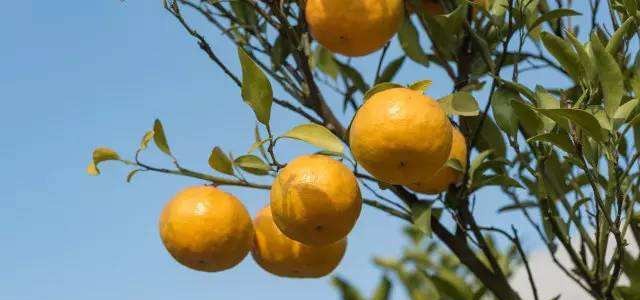 沃柑最新价格行情及走势预测（附3月30日沃柑价格）