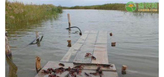 预测2021年小龙虾价格会怎么样？影响小龙虾价格因素分析