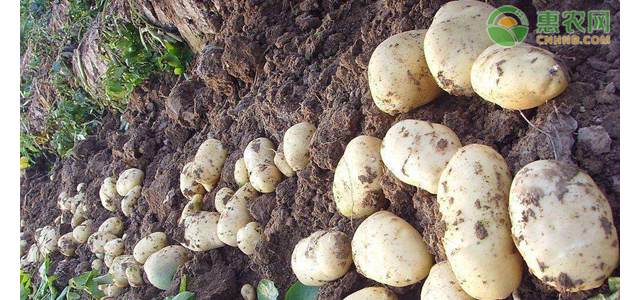 现在土豆价格多少钱一斤？土豆价格为何这么低？