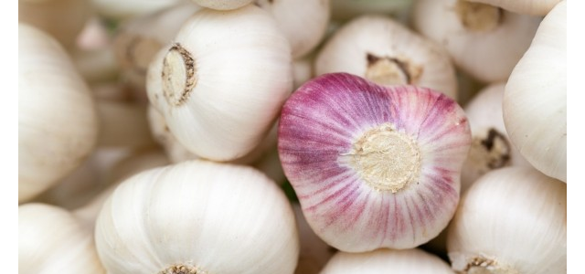 现在大蒜价格多少钱一斤？大蒜价格为何下跌？