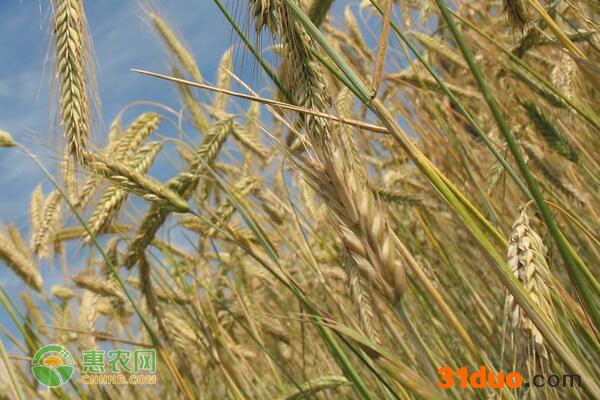 今日玉米价格多少钱一斤？2021年3月20日玉米价格最新行情