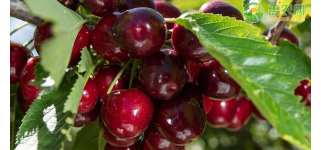 现在樱桃价格多少钱一斤？樱桃价格为何跌了？