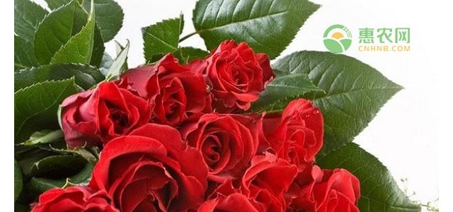 鲜花涨价近4倍是何原因？具体是什么情况？