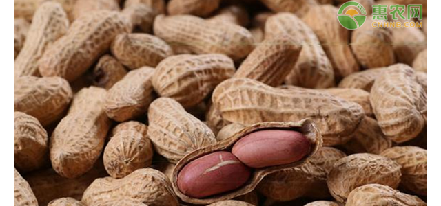 现在花生价格多少钱一斤？花生价格还会上涨吗？