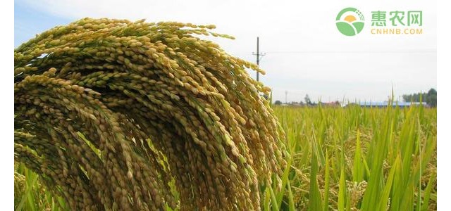 今年水稻价格是否上涨？(附3月8日水稻最新价格)