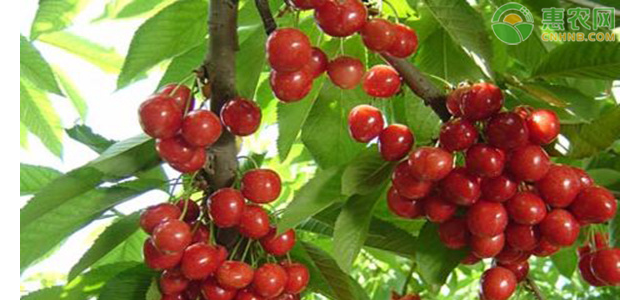 美早樱桃苗价格多少钱一株？美早樱桃为何这么贵？