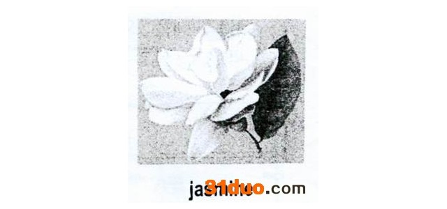 I bought a jasmine plant for my office. When I bought it, I was told it would bl