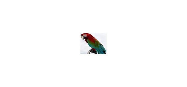 Once there was a parrot on sale in a pet store. It was a beautiful red and blue