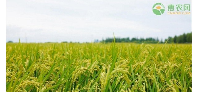 2021年四月份水稻价格如何？（附最新行情走势分析）