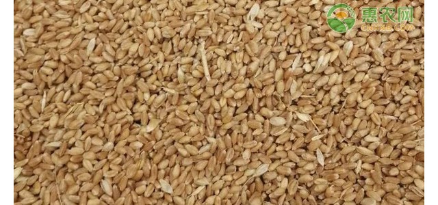 今日小麦价格多少钱一斤？2021年4月13日小麦最新行情价格走势