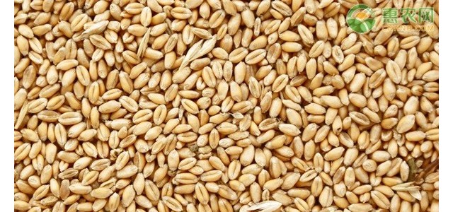 今日小麦收购价一斤多少钱？附最新行情走势分析