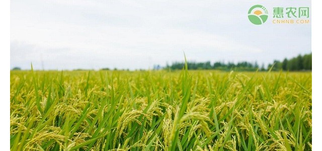 2021年4月份水稻价格如何？水稻最新价格行情介绍