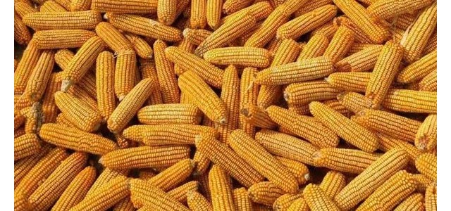 2021山东省玉米价格最新行情走势分析