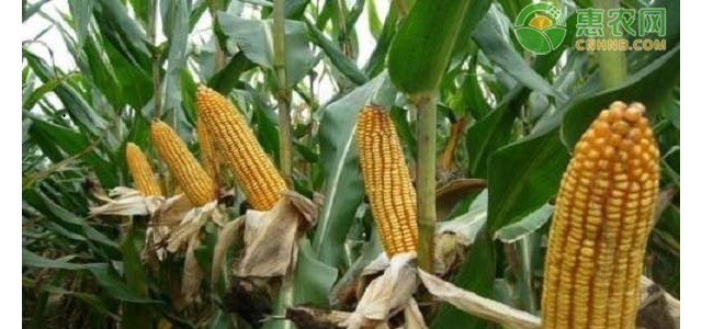 今日玉米价格多少钱一斤？2021年4月13日玉米价格最新行情