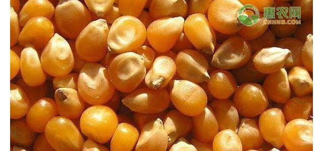 今日玉米价格多少钱一斤？近期玉米价格还会上涨吗？