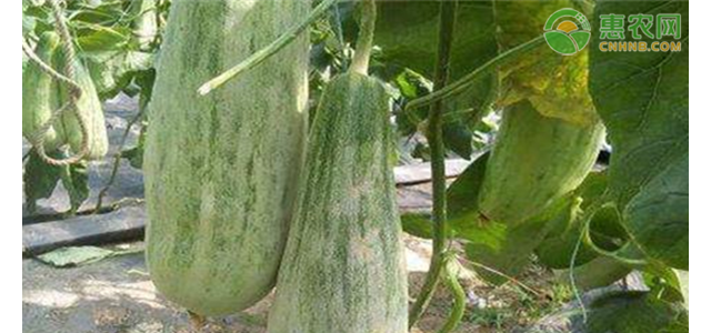 2021年4月羊角蜜价格多少钱一斤？羊角蜜价格下跌原因分析