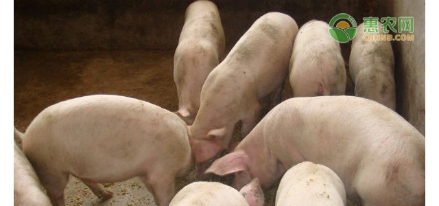 犬猫、家畜家禽、野生动物……都涉及！新动物防疫法这些变化值得注意