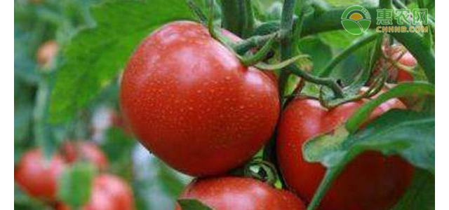 2021年4月全国范围内蔬菜价格行情及预测